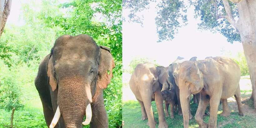 Sigiriya, Dambulla, and Village Safari Day Tour from Negombo - Who This Tour Suits Best