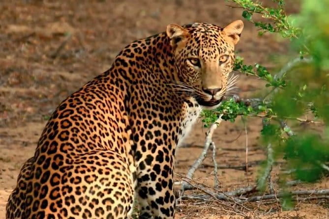 Sigiriya & Dambulla Day Tour - Price and value: $84 per group up to 3 people