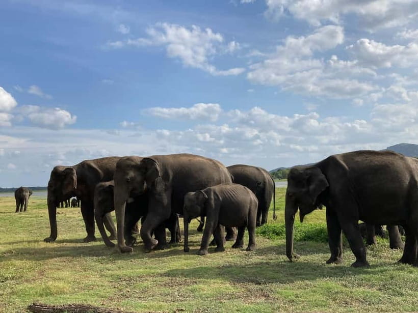 Sigiriya: Elephant Jeep Safari at Minneriya National Park - Baby elephants: the small details that make it memorable