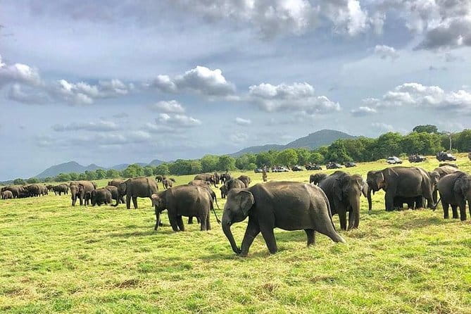 Sigiriya Hike & Minneriya Safari Private Full Day Tour - Tour style and what “good guidance” looks like