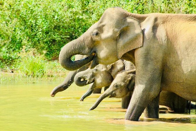 Sigiriya, Kandy to Ella TRain Ride plus Up Country TEA[B&B Basis] - Pinnawala Elephants and Kandy Warm-Up