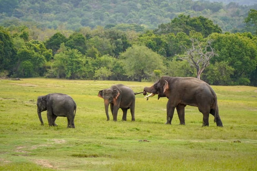 Sigiriya Lion Rock & Evening Safari Full Day Private Tour - Key Highlights You’ll Actually Feel During the Day