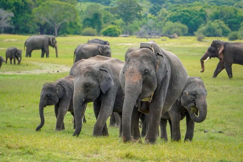 Sigiriya Lion Rock & Evening Safari Full Day Private Tour - Sigiriya and Safari in One Private Day: How the timing works