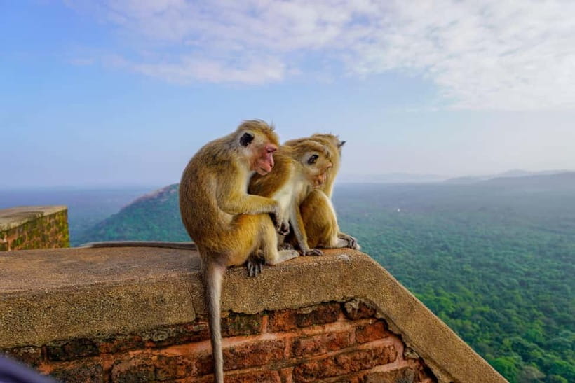 Sigiriya Lion Rock & Evening Safari Full Day Private Tour - Choosing your safari park: Minneriya, Kaudulla, Gal Oya, or Hurulu Eco Park
