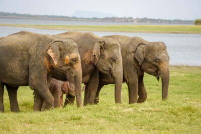 Sigiriya Lion Rock Hike & Minneriya National Park Safari - Pickup and timing: what “10 hours” feels like in practice