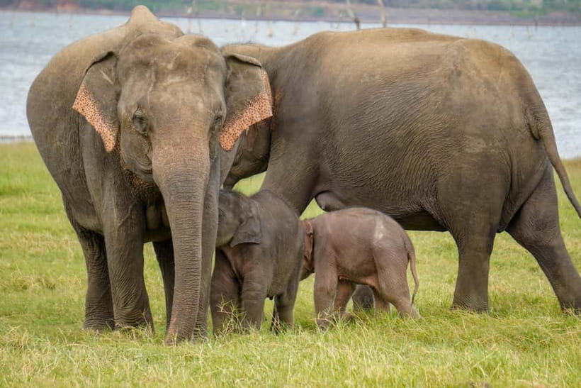 Sigiriya Lion Rock Hike & Minneriya National Park Safari - Price and value: is $40 per person a fair deal?