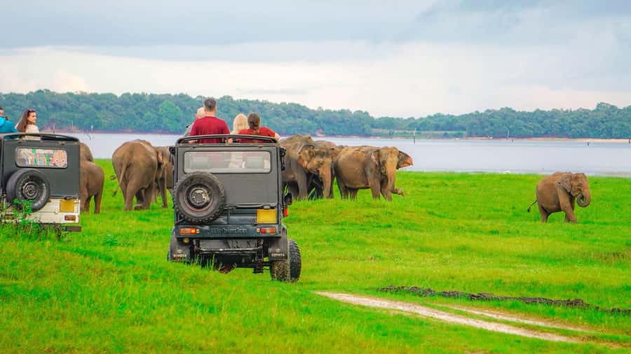 Sigiriya: Minneriya National Park Half Day Safari - Minneriya Tank and the Elephant Gathering: what you’re really paying for