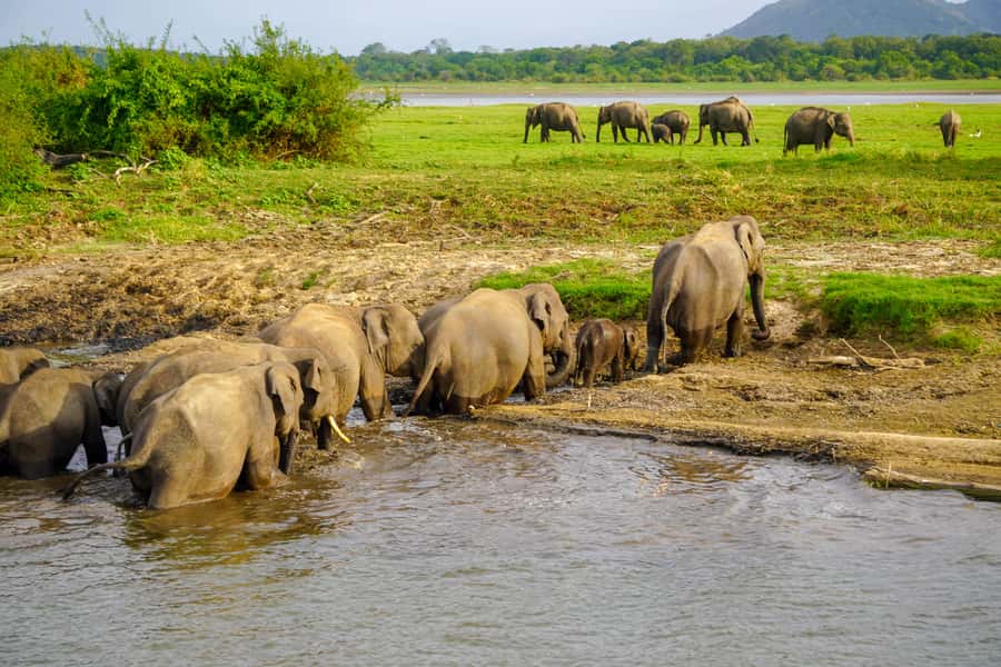 Sigiriya: Minneriya National Park Half Day Safari - Price and value: $44 isn’t the whole number