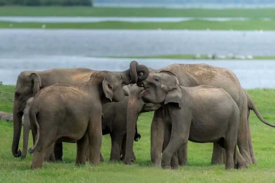 Sigiriya: Minneriya National Park Private Jeep Safari - Minneriya’s Big-Feeding Energy: Why This Safari Works