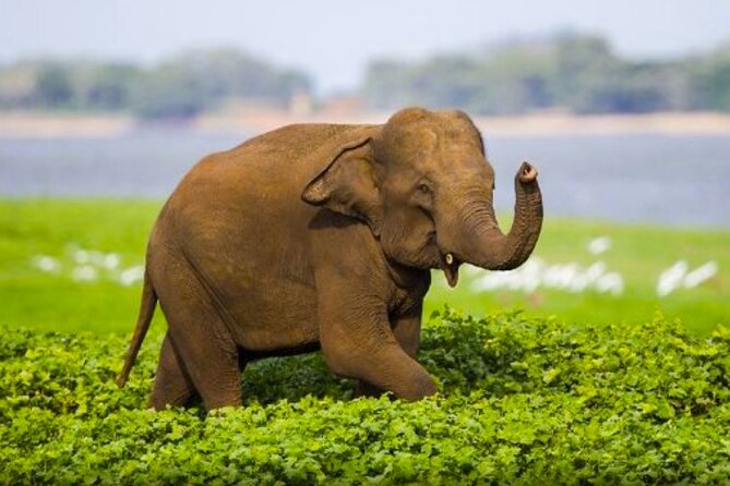 Sigiriya Rock & Cave Temple with Jeep Safari Private Day Trip - Key things to know before you go