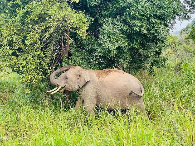 Sigiriya Rock , Dambulla Cave Temple Day Tour from Kandy” - A packed day from Kandy: how it really feels