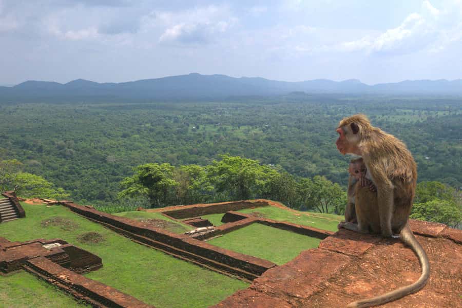 Sigiriya: Sigiriya or Pidurangala Sunrise/Sunset Hike - Sunset option: golden hour on the rock, with the sky doing the talking