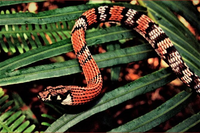 Sinharaja Rain Forest Guided Day Tour - Sinharaja’s main draw: a rainforest with real scientific weight