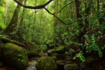 Sinharaja Rain Forest Guided Day Tour - Entering Sinharaja Forest Reserve: what your guide will help you notice