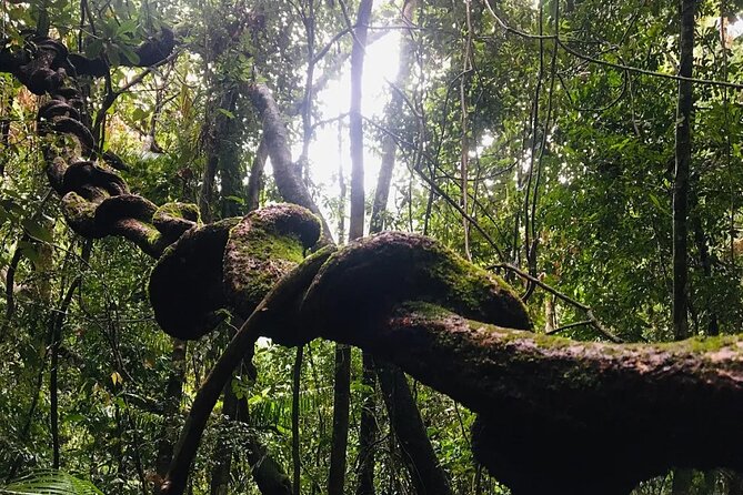 Sinharaja Rain Forest Guided Day Tour - Waterfalls on the route: where cooling off can become the highlight
