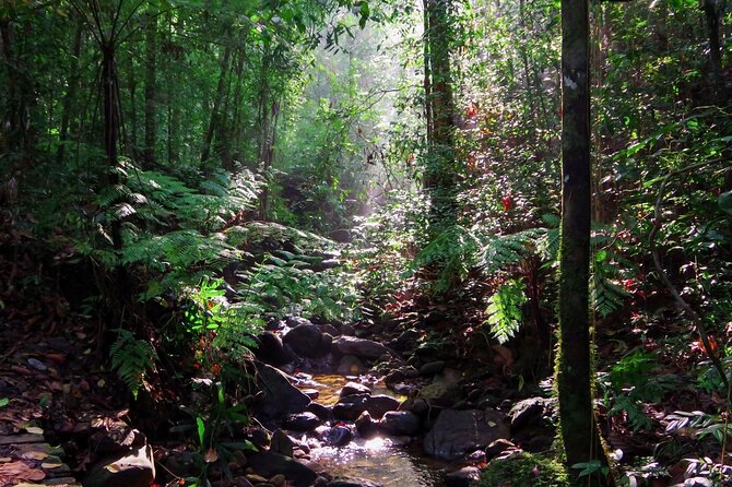 Sinharaja Rain Forest Guided Day Tour - What to pack for humid walking and short swims