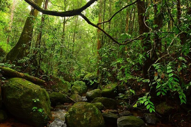 Sinharaja Rain Forest Guided Day Tour - Entering Sinharaja Forest Reserve: what your guide will help you notice