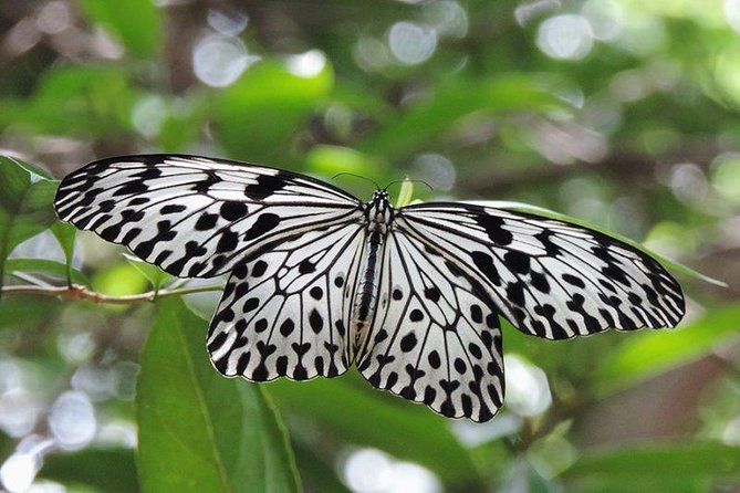 Sinharaja Rain Forest Tours (Full Day) - Key highlights at a glance