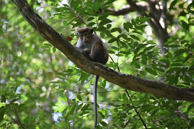 Sinharaja Rain Forest Tours (Full Day) - Why Sinharaja feels different than a typical jungle tour