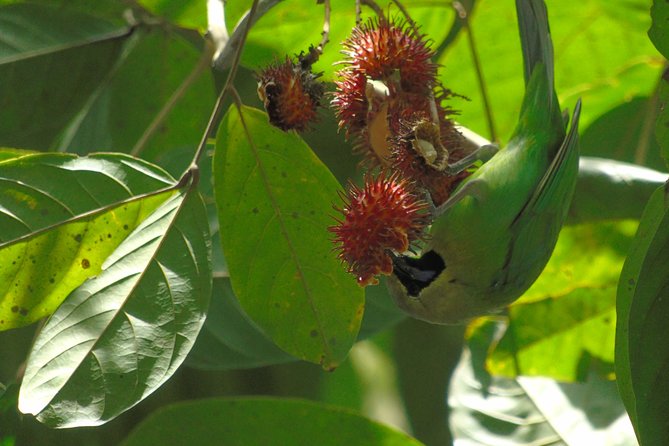 Sinharaja Rain Forest Tours (Full Day) - Leeches, safety gear, and how to stay comfortable
