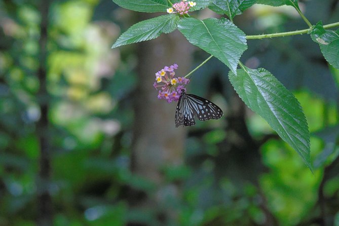 Sinharaja Rain Forest Tours (Full Day) - Natural fish therapy: a unique stop to know about