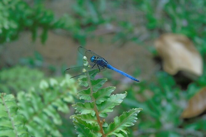 Sinharaja Rain Forest Tours (Full Day) - Lunch in the rainforest: a simple included win