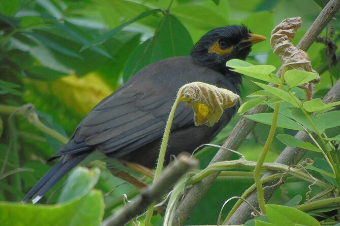 Sinharaja Rain Forest Tours (Full Day) - Deniyaya start and a full return to your base