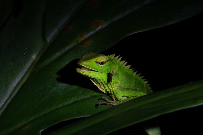 Sinharaja Rainforest Day Tour By Rainforest Expedition - Wildlife Spotting That Feels Like a Skill, Not Luck