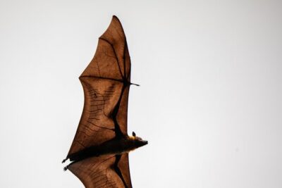 Sinharaja Rainforest Day Tour By Rainforest Expedition - Stop 2: Inside the Sinharaja Forest Reserve for More Endemics