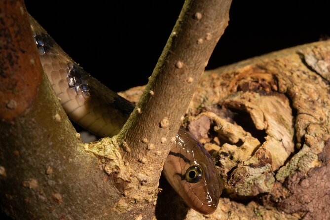 Sinharaja Rainforest Day Tour By Rainforest Expedition - Who This Tour Suits Best (And Who Might Want to Think Twice)