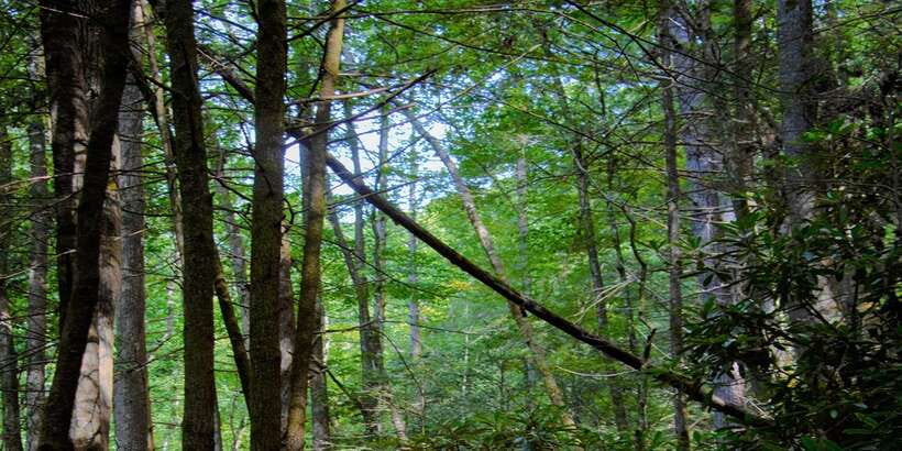 Sinharaja Rainforest Private & Customize Tour - A 10-hour “see the forest” day in Sinharaja