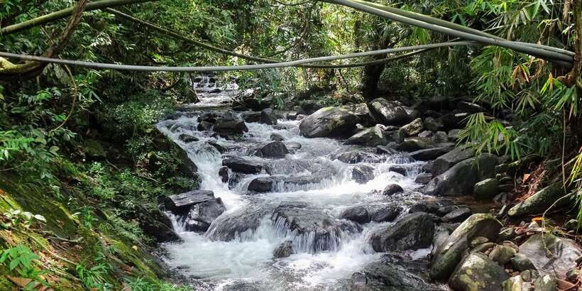 Sinharaja Rainforest Private & Customize Tour - Lunch in the forest: more than just feeding you