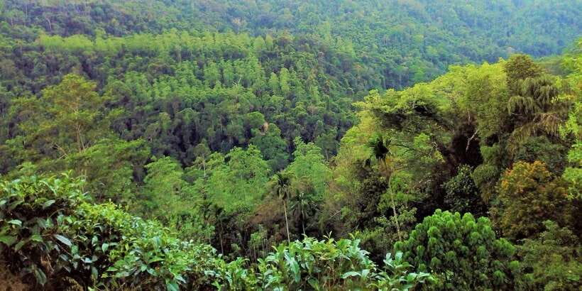 Sinharaja Rainforest Private & Customize Tour - The waterfall break: nature bath and a real swim