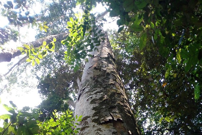 Sinharaja Rainforest Tour - Who Should Book This Tour (and Who Might Not Love It)