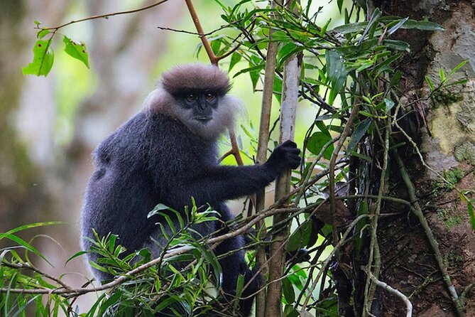 Sinharaja Rainforest Trekking Private Day Trip with Local Lunch - Waterfall time: why it can be the highlight or the letdown