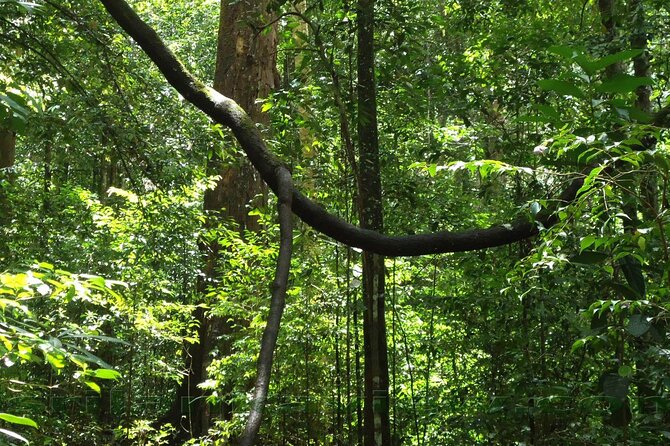 Sinharaja Rainforest Trekking Private Day Trip with Local Lunch - Price and value for $120 per person from Bentota