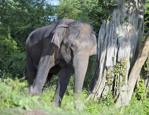 Sinharaja Rainforest & Udawalawe Safari - 2 Days, All Inclusive - Key Things That Make This Tour Worth Your Time