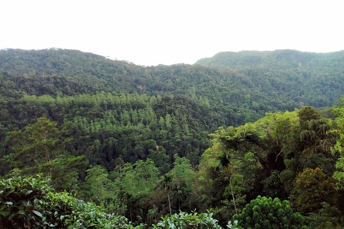 Sinharaja Rainforest & Udawalawe Safari - 2 Days, All Inclusive - The Overnight in/near Udawalawe: Why the Timing Helps