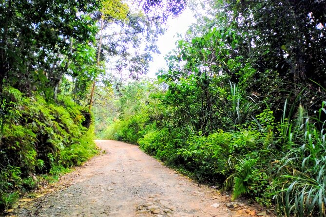 Sinharaja Rainforest & Udawalawe Safari - 2 Days, All Inclusive - Who This Tour Fits Best (And Who Might Want Something Else)