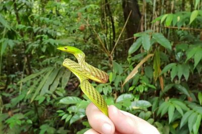 Sinharaja Short tour with 5 waterfalls tour or Adventure tour - Getting to the forest entrances without stress: pickup and shuttle help
