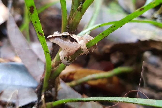Sinharaja Short tour with 5 waterfalls tour or Adventure tour - Wildlife and endemic species: what you should expect to spot