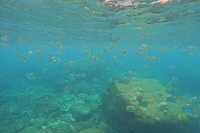 Snorkeling at Angel Rock - What you’re paying for (and why it’s good value at $20)