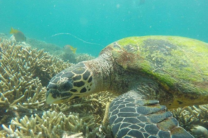 Snorkeling at Pigeon Island - Key highlights to know before you go