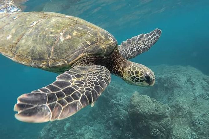 Snorkeling at Pigeon Island - Snorkeling at Pigeon Island: what makes this trip work