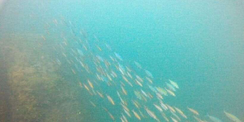 Snorkeling in Hikkaduwa - Nature of Sri Lanka Underwater: What You Can Actually Watch For