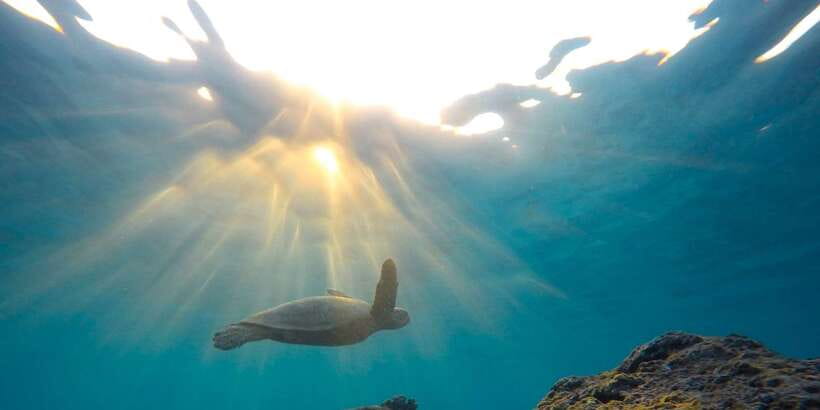 Snorkeling in Hikkaduwa - Your 1-Hour Plan: What Usually Happens During the Session