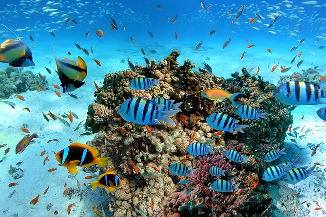 Snorkeling in Trincomalee - Snorkeling in Trincomalee: what makes this spot special