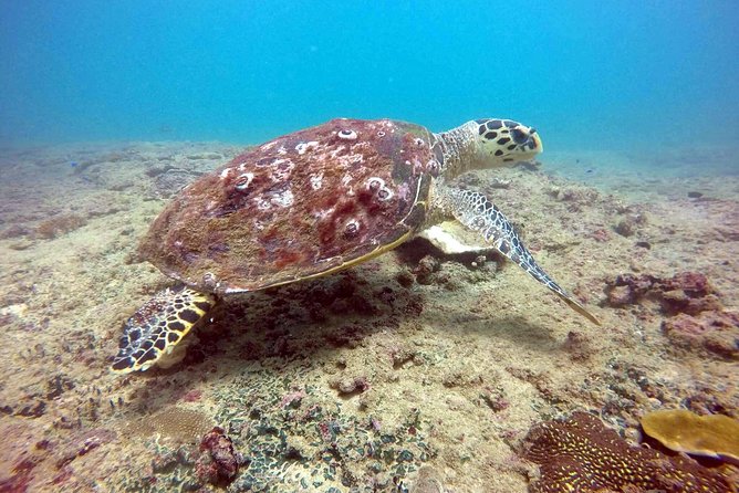 Snorkeling On Beautiful Rock Island - Unawatuna by Boat - Price and value: how $30.13 fits what you get