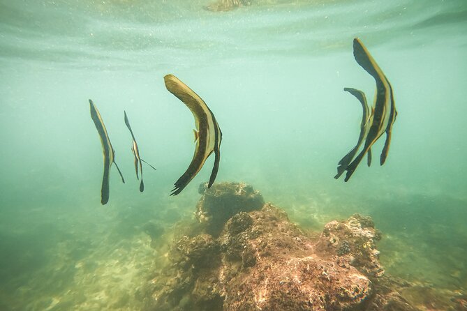 Snorkeling On Beautiful Rock Island - Unawatuna by Boat - Who should book this Unawatuna Rock Island snorkel?