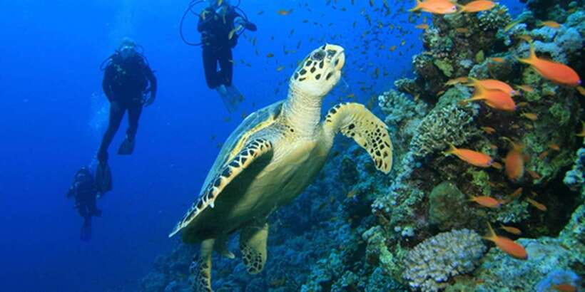 Snorkeling Trip from Polhena Beach, Matara, Sri Lanka - Gear and safety: clean equipment, plus fit that prevents wasted effort